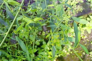 一年生中药材的种类与特点